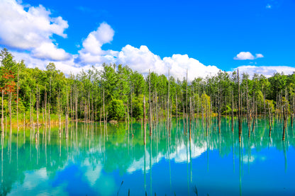 [SJ60 Exclusive Plan] <Summer> Lavender Dreams & Natural Beauty in Hokkaido 10D7N/11D8N