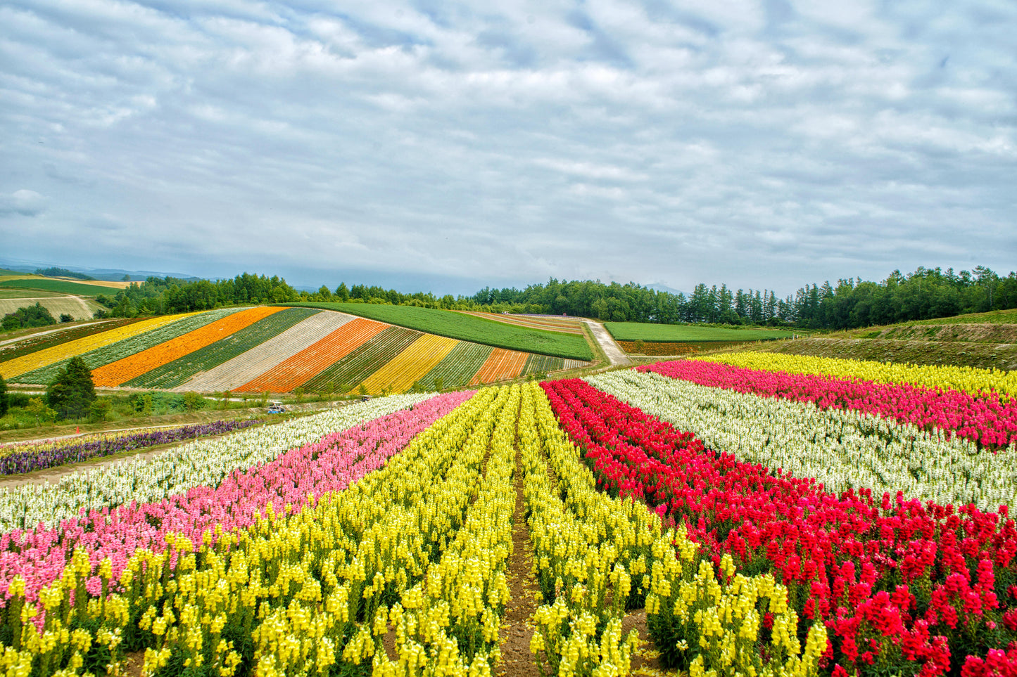 <Summer> Sublime Summer in Northern Hokkaido + 2N Tokyo 11D8N