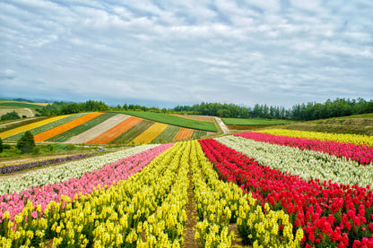 <Summer> Sublime Summer in Northern Hokkaido + 2N Tokyo 11D8N