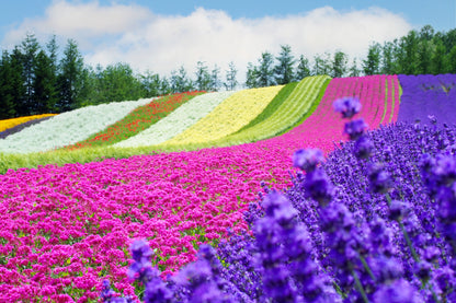 [SJ60 Exclusive Plan] <Summer> Lavender Dreams & Natural Beauty in Hokkaido 10D7N/11D8N