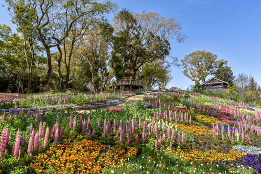 Spring Wonders in Shikoku & Awaji Island 10D7N