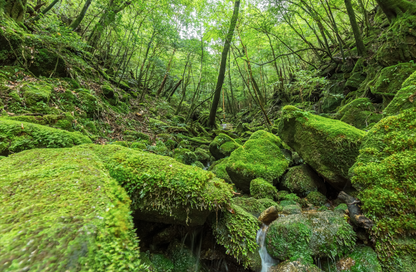 <Summer> Nature Beauty & Gourmet in Miyazaki, Kagoshima with Yakushima Island 10D7N