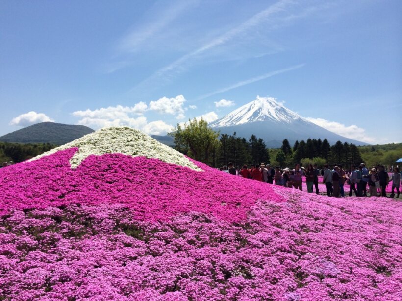 <Spring> Spring Charms of North Central Japan 8D6N