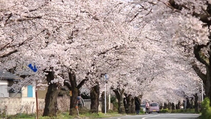 <Spring> Spring Colours in North Central Japan 10D7N/9D7N