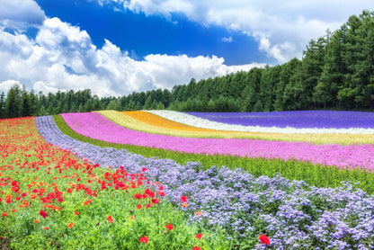 <Summer> Sublime Summer in Northern Hokkaido + 2N Tokyo 11D8N