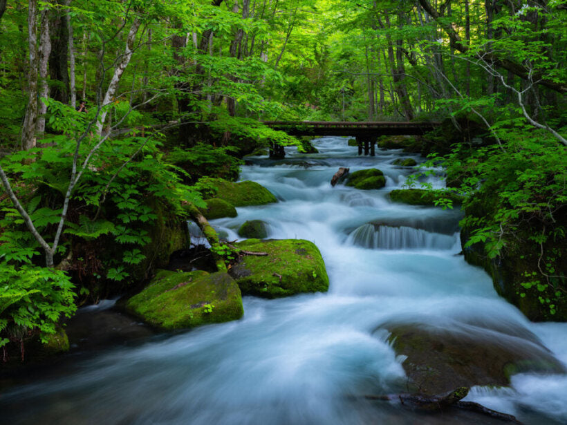 <Spring> Spring Beauty in North Japan & East South Hokkaido 11D8N