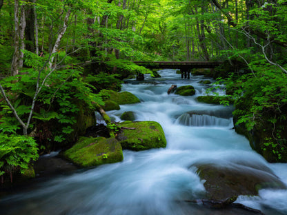 <Spring> Spring Beauty in North Japan & East South Hokkaido 11D8N