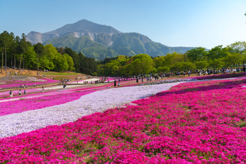 <Spring> Spring Colours in North Central Japan 10D7N/9D7N