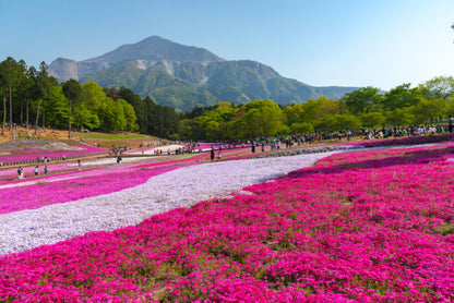 <Spring> Spring Colours in North Central Japan 10D7N/9D7N