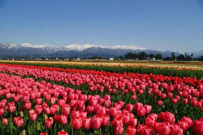 <Spring> Spring Quartet & Hidden Treasures of Hokuriku, Niigata & Yamagata 10D7N